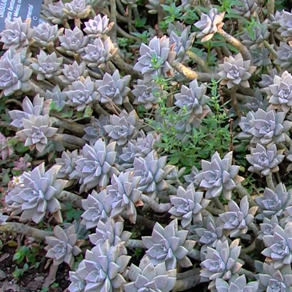 Jardín Botánico de la UNAM